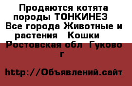 Продаются котята породы ТОНКИНЕЗ - Все города Животные и растения » Кошки   . Ростовская обл.,Гуково г.